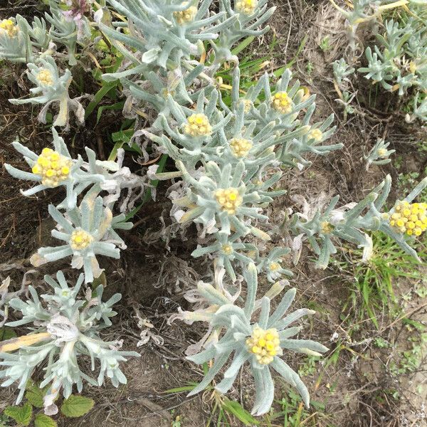 Pseudognaphalium stramineum Flower