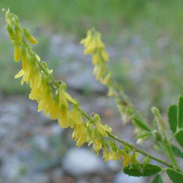 Melilotus officinalis Habitatea