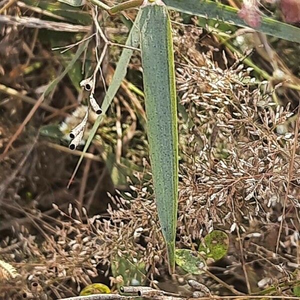Polypogon viridis Frunză