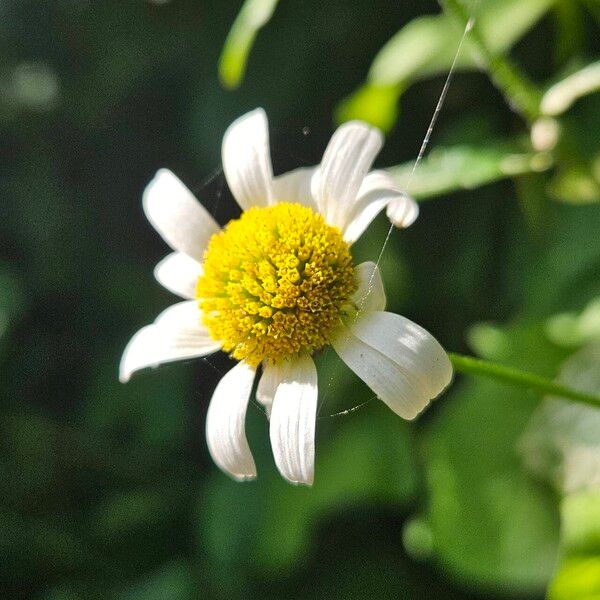 Leucanthemum vulgare ফুল