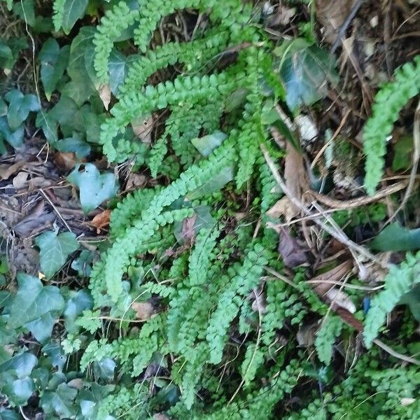 Asplenium trichomanes Habitatea