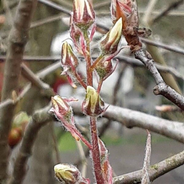 Amelanchier × lamarckii Floare