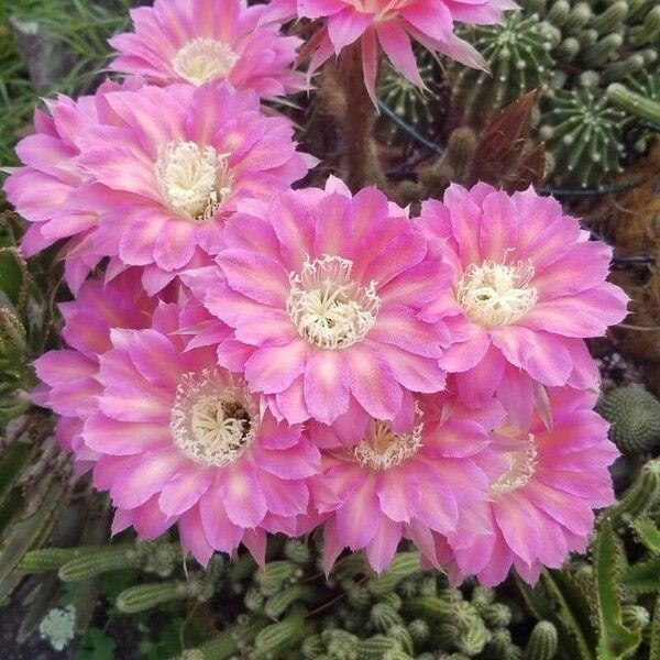 Echinopsis oxygona Flower