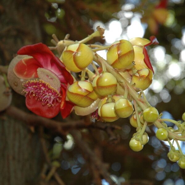 Couroupita guianensis Flower