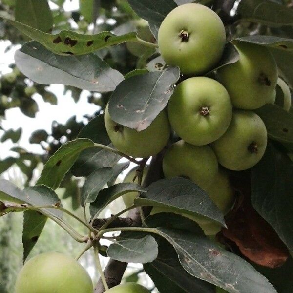 Malus baccata ഫലം