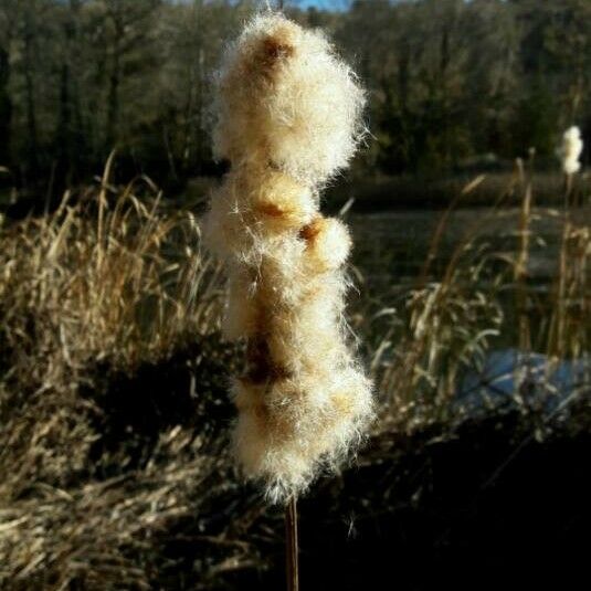 Typha latifolia Fruit