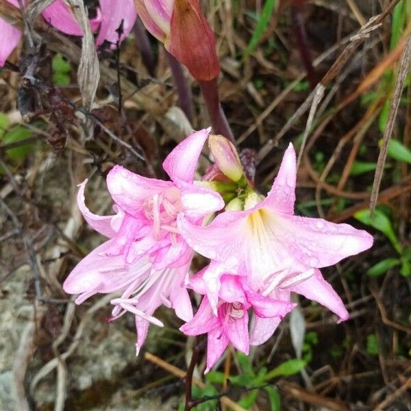 Amaryllis belladonna Fleur