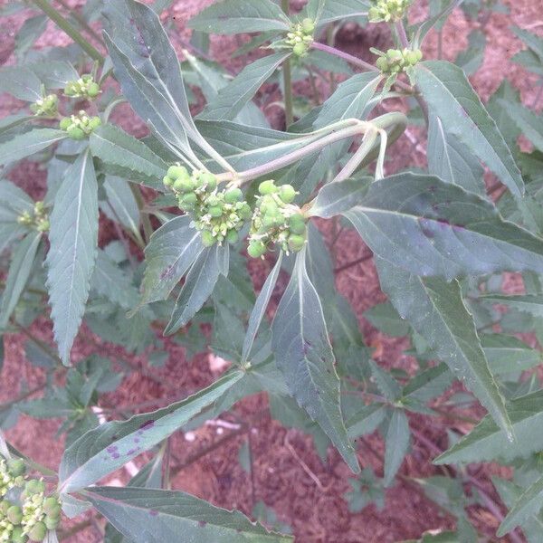 Euphorbia davisii