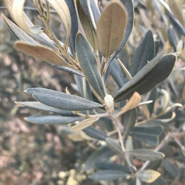 Olea europaea Blad