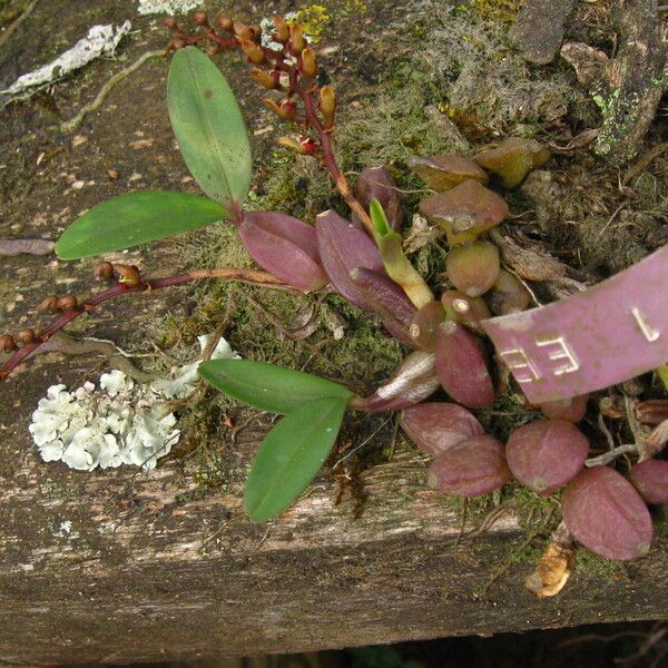 Bulbophyllum falcatum Habitus