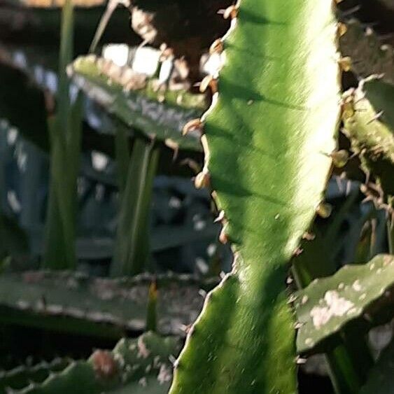 Euphorbia triangularis برگ