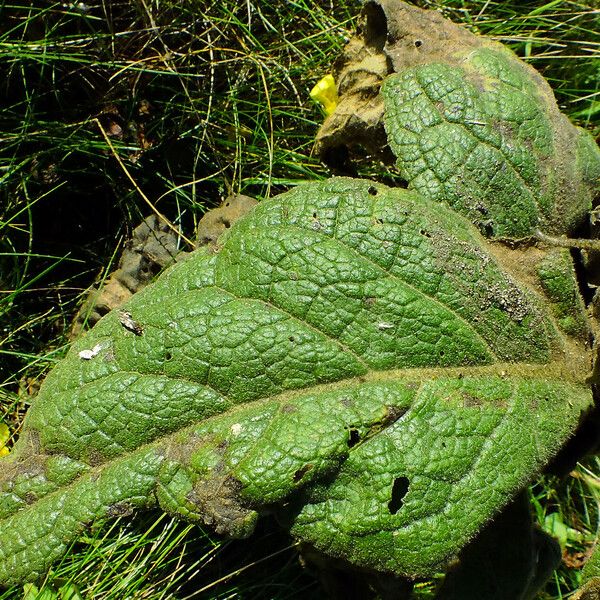 Verbascum thapsus Levél