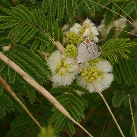 Acaciella angustissima Hábito