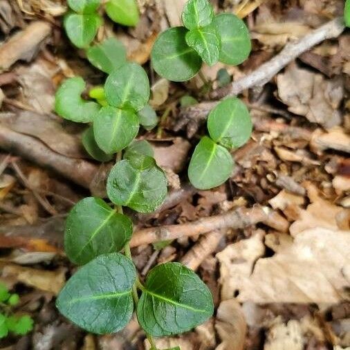 Mitchella repens Blad