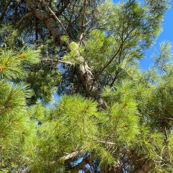 Pinus lambertiana Ліст