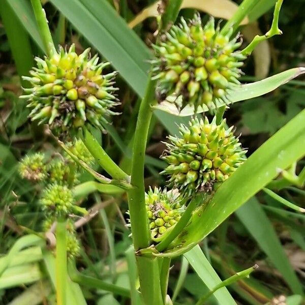 Sparganium erectum Frugt