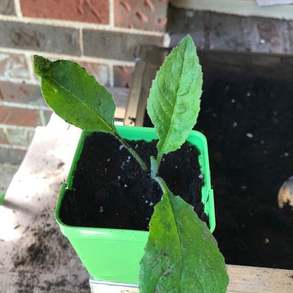 Inula helenium Leaf