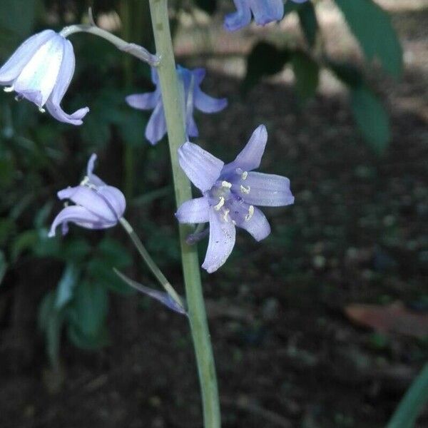 Hyacinthoides × massartiana Bloem