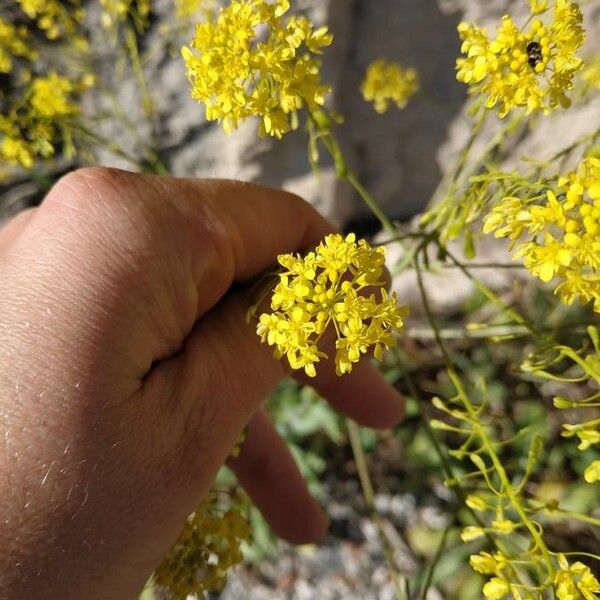 Isatis tinctoria Λουλούδι