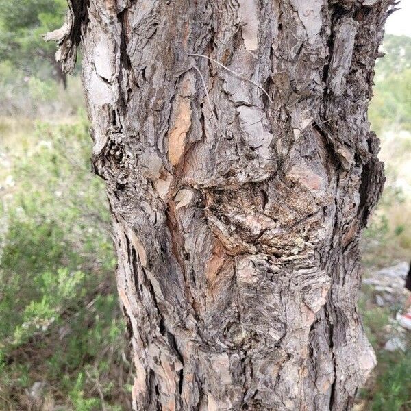 Pinus brutia Corteza