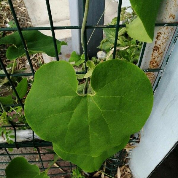 Aristolochia ringens Leaf