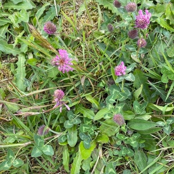 Trifolium pratense Žiedas