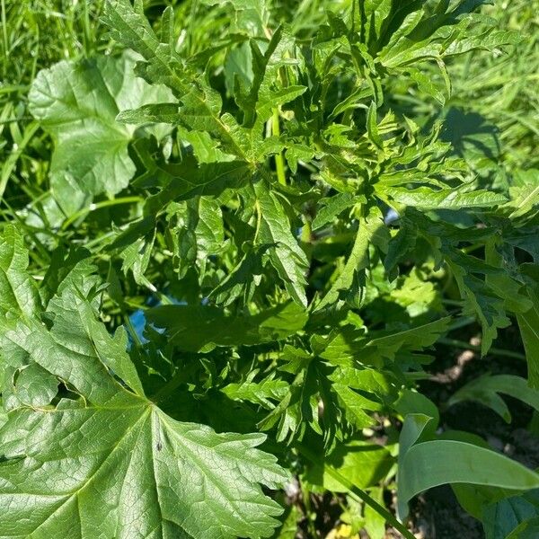 Malva verticillata Folla