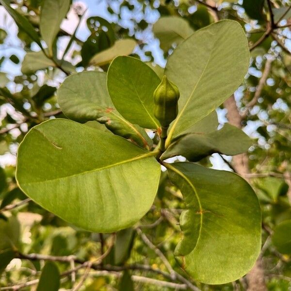 Sonneratia alba Leaf