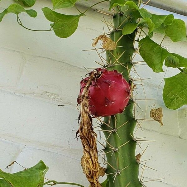 Acanthocereus tetragonus Fruit