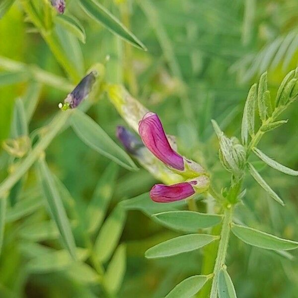 Vicia monantha Žiedas