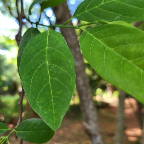 Annona squamosa ᱥᱟᱠᱟᱢ