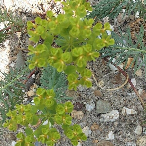 Euphorbia seguieriana Λουλούδι