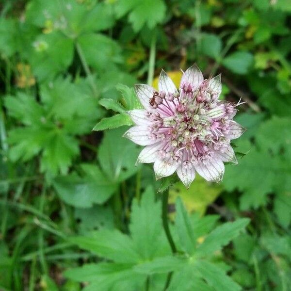 Astrantia major Fleur