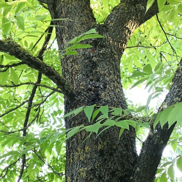 Carya illinoinensis Costuma