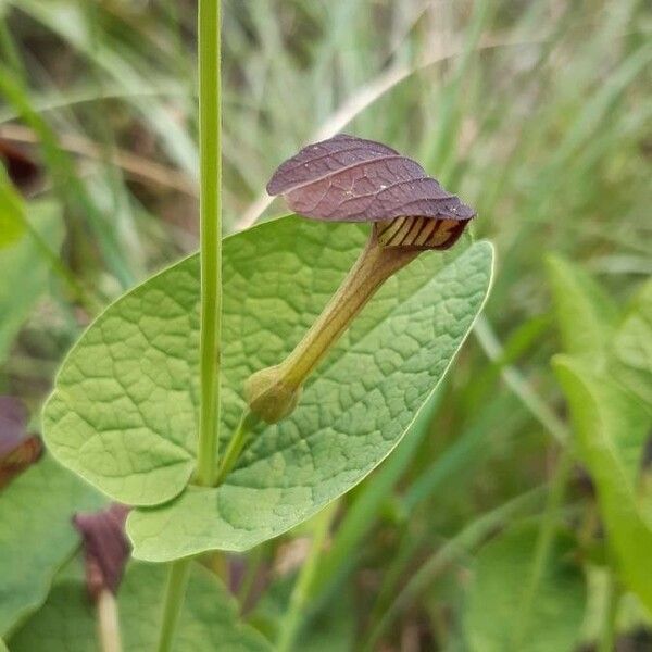 Aristolochia rotunda Çiçek