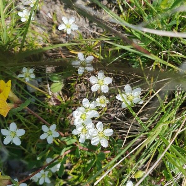 Sagina glabra Flower