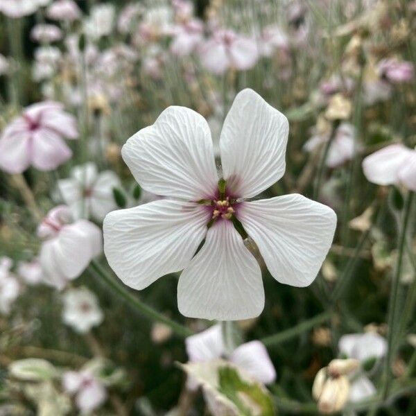 Geranium maderense फूल