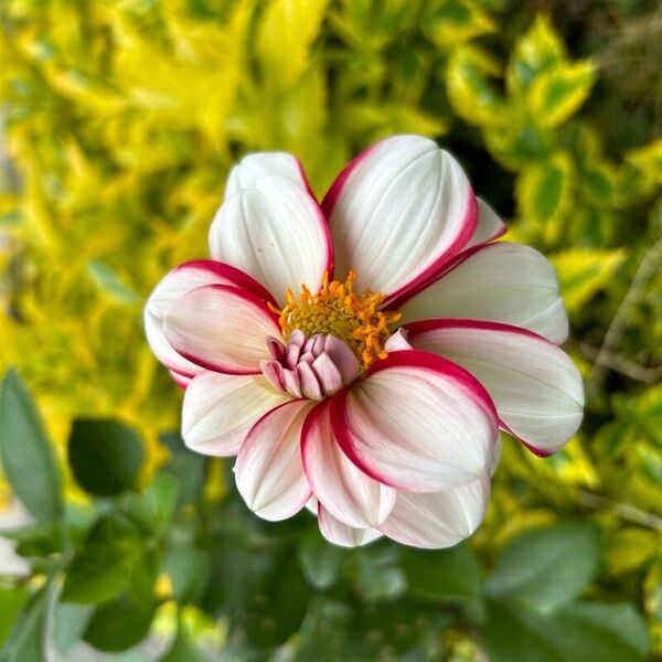 Dahlia pinnata Blomst