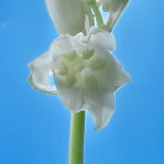 Hyacinthoides hispanica Квітка