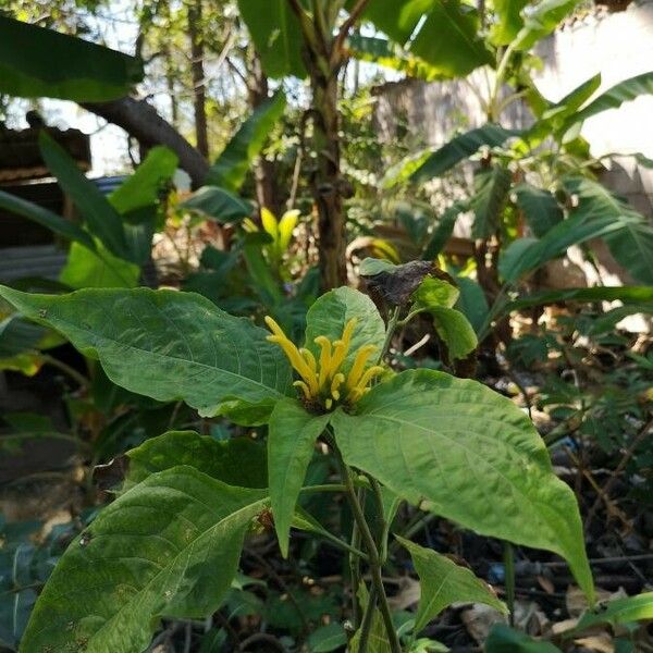 Justicia aurea Bloem