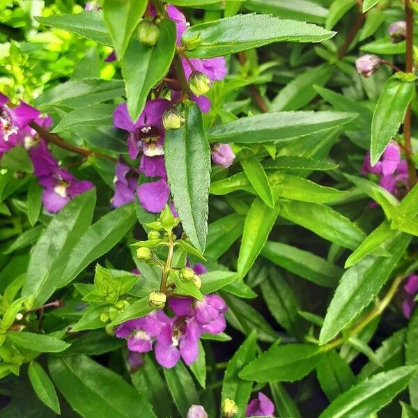Angelonia angustifolia Flower