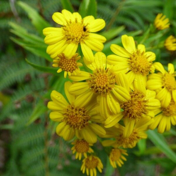 Faujasia salicifolia Flower