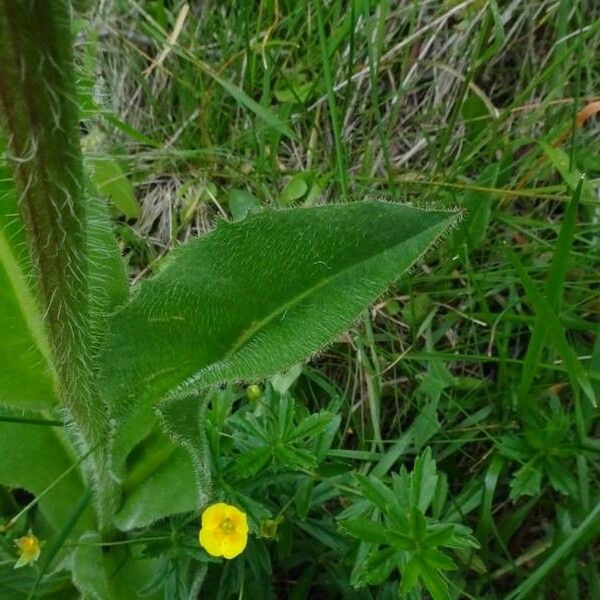 Crepis pontana List