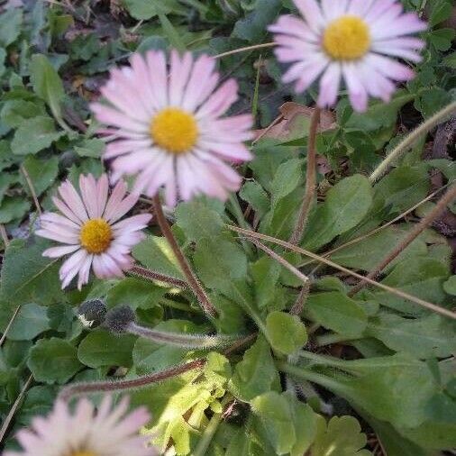 Bellis sylvestris Leaf