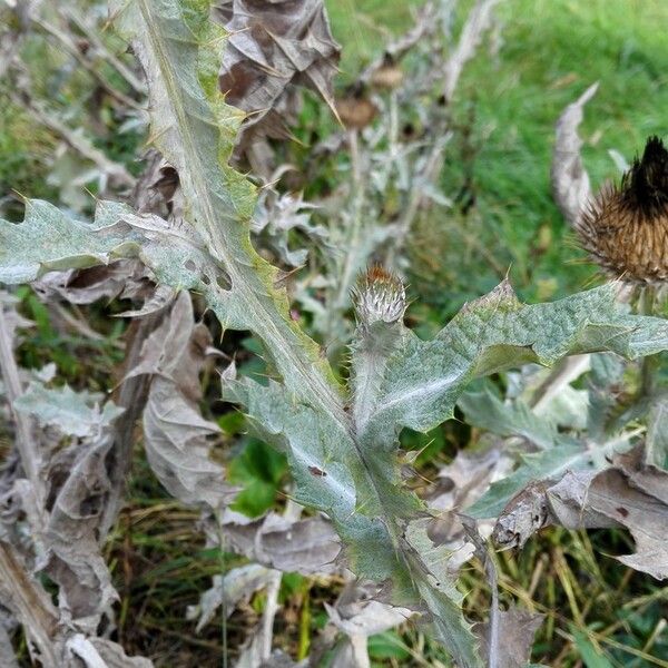 Onopordum acanthium Leaf