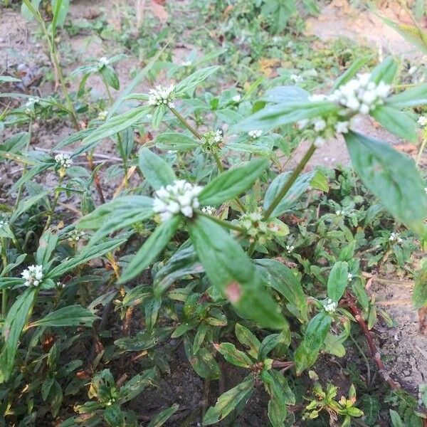 Spermacoce glabra Blad