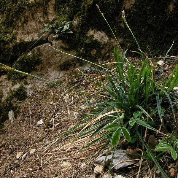 Carex brevicollis Costuma