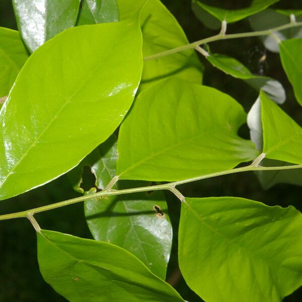 Licania hypoleuca Leaf