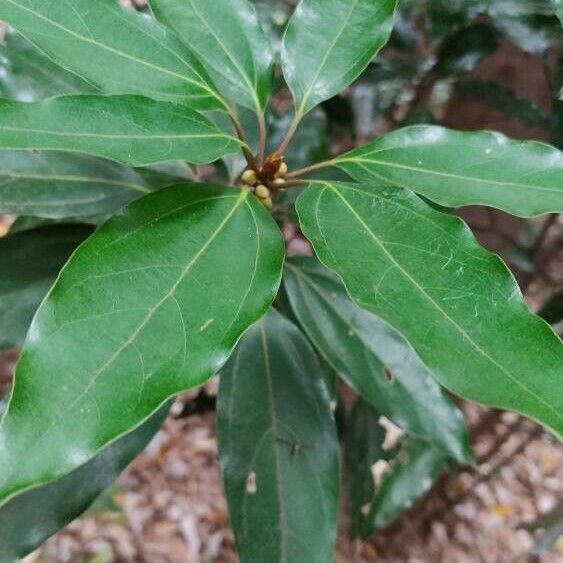 Neolitsea sericea Leaf