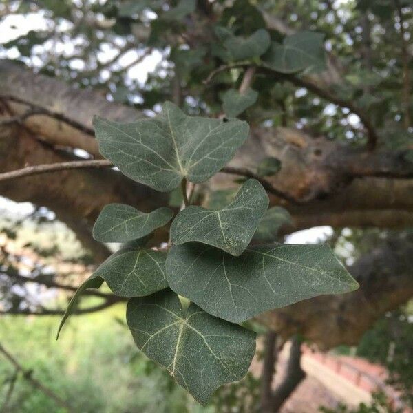 Sterculia rogersii Leaf